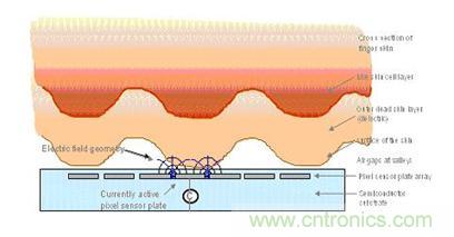 黑客竟能從手指照片復(fù)制指紋，指紋識(shí)別還安全嗎？