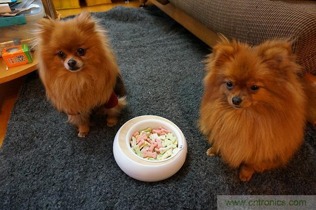 科學(xué)喂養(yǎng)從狗娃做起&mdash;&mdash;逗愛乖乖碗測試