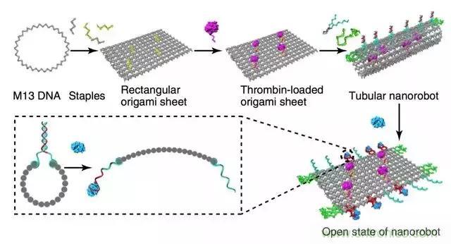 中美科學家聯(lián)手，用DNA納米機器人殺死癌細胞