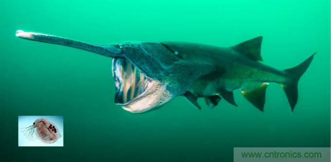 檢測不到信號，是加點噪聲？還是濾除噪聲？