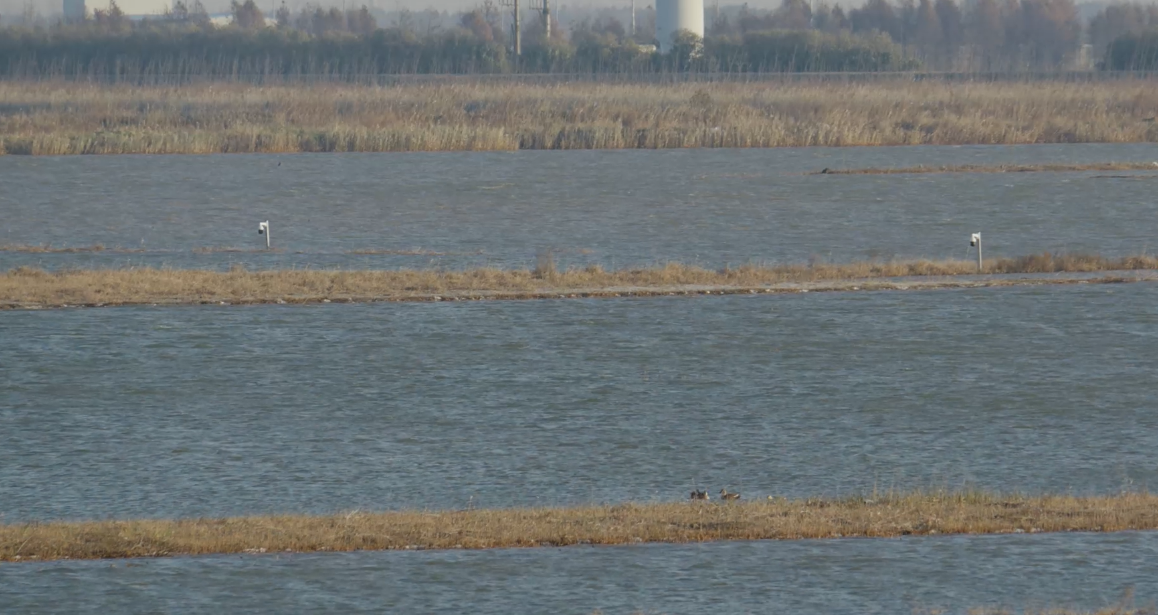 世界濕地日：海康威視攜手一個地球自然基金會，在上海守護(hù)這個重要“驛站”